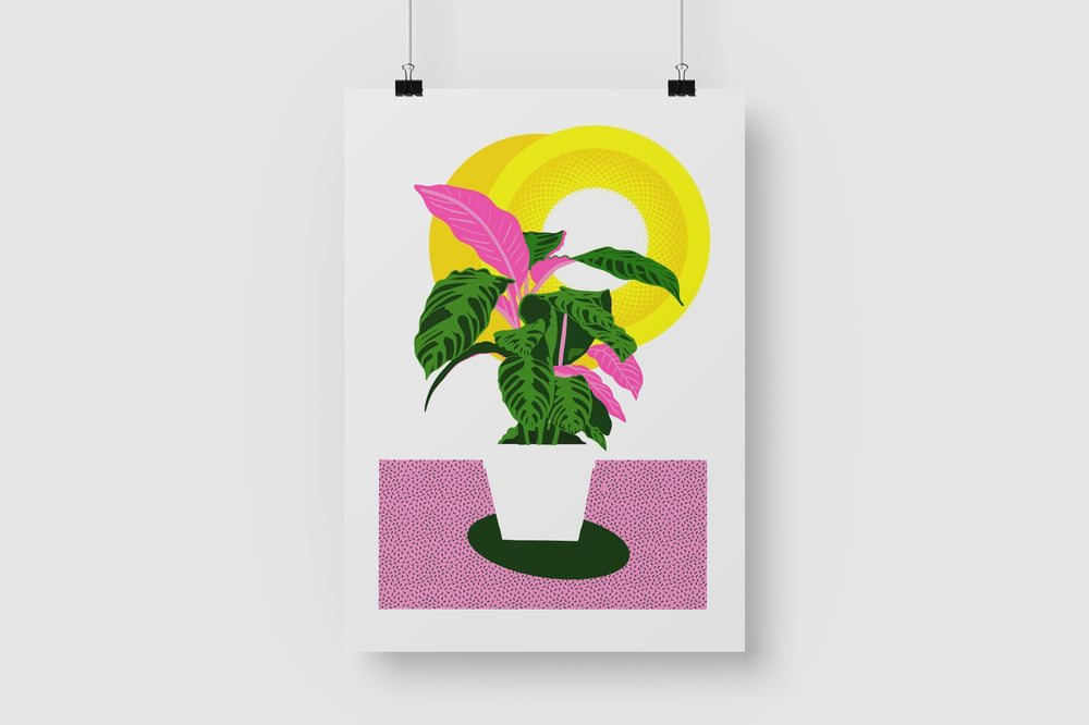 Calathea