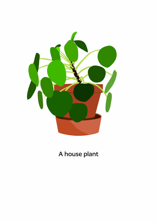 House Plant Pilea