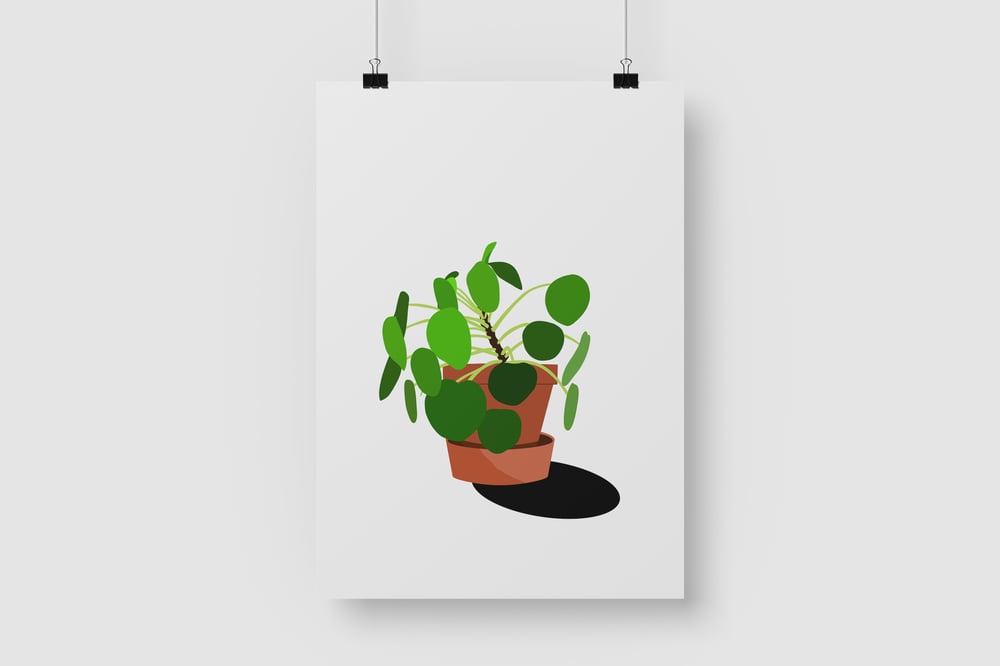 Pilea